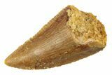 Serrated, Raptor Tooth - Real Dinosaur Tooth #268730-1